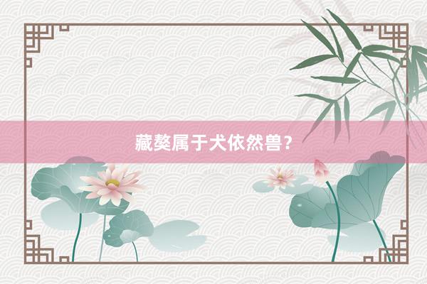 藏獒属于犬依然兽？